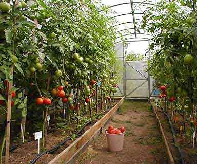 За да постигнете този резултат, трябва да се погрижите за висококачествено отопление.