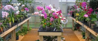 Как да осигурите отопление за оранжерията през зимата със собствените си ръце